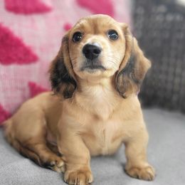 Dachshund Puppies from Amber Doxies
