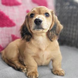 Dachshund Puppies from Amber Doxies
