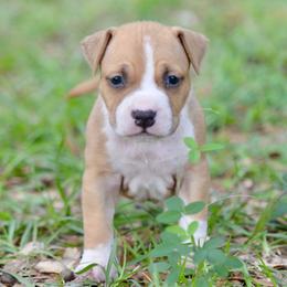Boy 4 - Red male American Staffordshire Terrier puppy in St. Augustine, Florida from LBK & Ancient City
