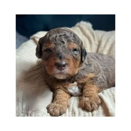 Skye - Merle female Bernedoodle puppy in Hillsboro, Oregon from Myt fine doodles