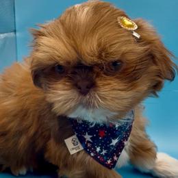 Goldie - yellow collar - Chocolate and tan female Shih Tzu puppy in Clarksburg, West Virginia from Pilgrim Shih tzu