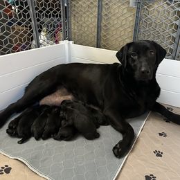 Labrador Retriever Puppies from Red Barn Family Labs