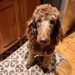 Labradoodles from Kelly’s Doodles