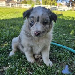 Sully - Blue merle Australian Shepherd puppy in Ogden, Utah from Charmed Australian Shepherds