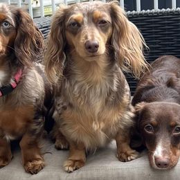 Dachshunds from Rumors Dazzling Dachshunds