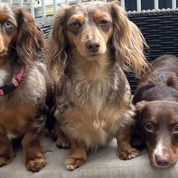 Dachshunds from Rumors Dazzling Dachshunds