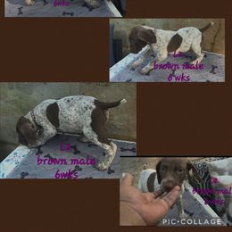Boy 3 - Liver male German Shorthaired Pointer puppy in Dahlonega, Georgia from Pointer Mountain Bird Dogs