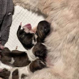 Boy 3 - Gold and white Shih Tzu puppy in Cordova, Maryland from Harlequins Shih Tzu