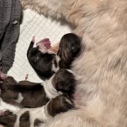 Boy 3 - Gold and white Shih Tzu puppy in Cordova, Maryland from Harlequins Shih Tzu