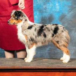 Trudi - Miniature American Shepherd
