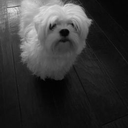 Cassidy - Maltese