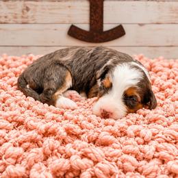 Teeter - Merle female Bernedoodle puppy in Hudson, Indiana from TurkeyCreek-K9