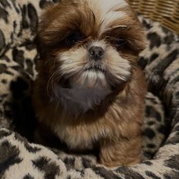 Rudolph (Rudy) - Red and white male Shih Tzu puppy in Kamilche, Washington from Serendipity Shih tzu