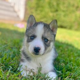 Sync - Agouti and white female Siberian Husky puppy in Virginia from Pride Rock Siberians