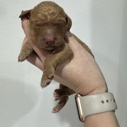 Clover - Red  male Goldendoodle puppy in Waterloo, Illinois from Ashly Miller