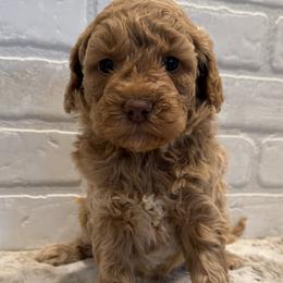 Purple collar Girl - Red  female Goldendoodle puppy in San Augustine, Texas from Vintage Doodles