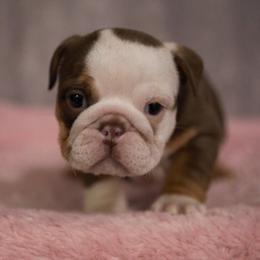 Paprika - Chocolate tri-color female Bulldog puppy in Warsaw, New York from Hillview Kennels