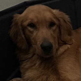 Maggie - Golden Retriever