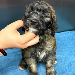 Valencia - Grizzle female Sheepadoodle puppy in Chesapeake, Virginia from Doodle-Cove