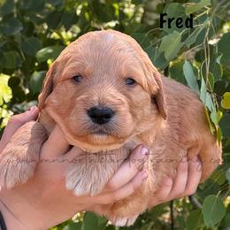 Fred - Apricot male Goldendoodle puppy in Lancaster, Minnesota from North Star Dog Training