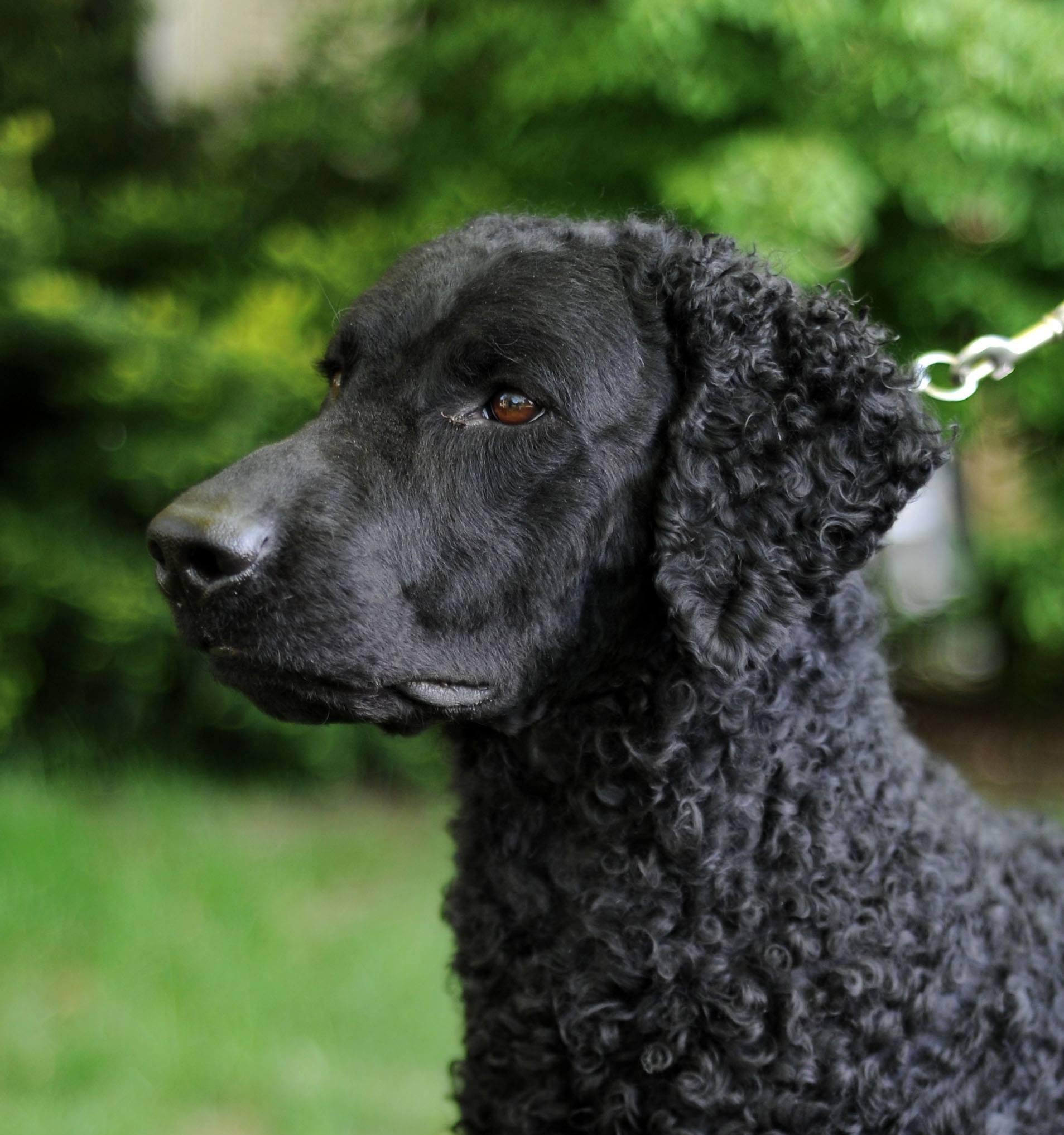 riverwatch curly coated retrievers