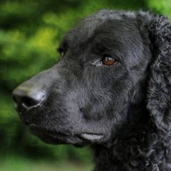 Curly-Coated Retrievers from Riverwatch Curlies