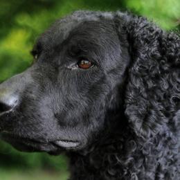 Curly-Coated Retrievers from Riverwatch Curlies