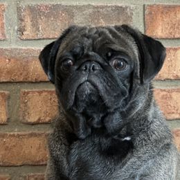 Nacho - Pug