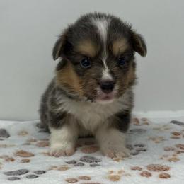 Earl - Blue male Pembroke Welsh Corgi puppy in Waco, Texas from The Comma Corgis