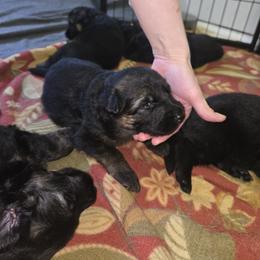 German Shepherd Puppies from Hughes shepherds