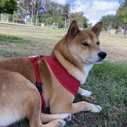 Tenko - Shiba Inu
