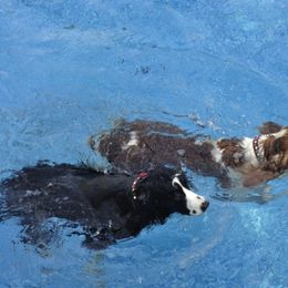 English Springer Spaniel Puppies from Springerhaven