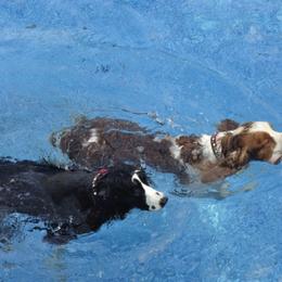 English Springer Spaniel Puppies from Springerhaven