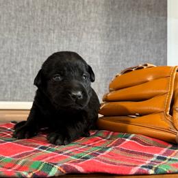 Spud - Black male Labrador Retriever puppy in Richfield, Utah from Stormy River Retrievers