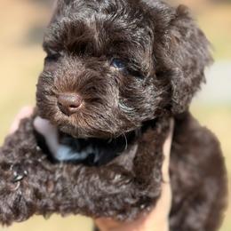 Miniature Schnauzer Puppies from Gambino Bambino’s Miniature Schnauzers