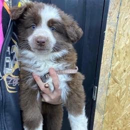 Girl 1 Light Purple collar - Panda female German Shepherd puppy in Pelham, North Carolina from P & P Shepherds