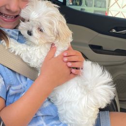 Felix - Maltese