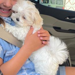 Felix - Maltese