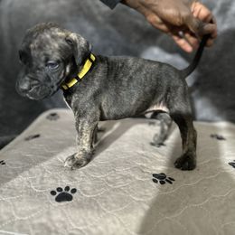 Yellow male - Tiger male Perro de Presa Canario puppy in Holland, Ohio from Lykaios Kennels