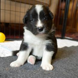 Cedar - Black and white male Border Collie puppy in Olney, Illinois from Heronwood Border Collies