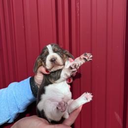 Girl 1 - Blue - Marnies litter - Blue tan and white female Basset Hound puppy in Noblesville, Indiana from Russell Bassets