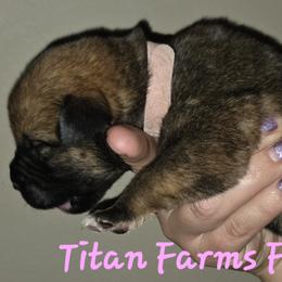 Girl 3 - female Cane Corso puppy in Yale, Michigan from Titan Farms