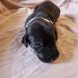 Cane Corso and Great Dane Puppies from RC RANCH GREAT DANES