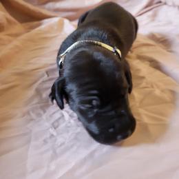 Cane Corso and Great Dane Puppies from RC RANCH GREAT DANES