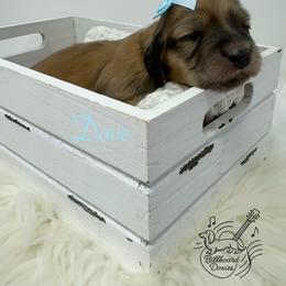Dove - Cream female Dachshund puppy in Pulaski, Tennessee from Billboard Doxies