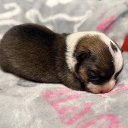 Pembroke Welsh Corgi puppies from Co-Pilot Corgis