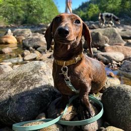 Dachshund Puppies from Army of Dachshunds