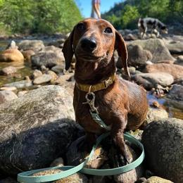 Dachshund Puppies from Army of Dachshunds