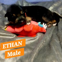 Ethan Orange Collar - Black and red male German Shepherd puppy in Bedias, Texas from TiPi S Ranch's German Shepherds
