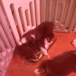 Australian Shepherd Puppies from Van Huitt Australian Shepherds